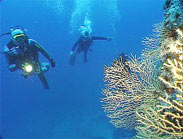 Two Scuba Divers Looking at Coral Under Water in the Mediterranean near Andalucia